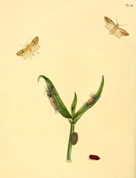 Unidentifizierter Schmetterling, beschrieben als Phalaena rhomboidea